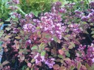 Origanum hybride 'Gentle Breeze'